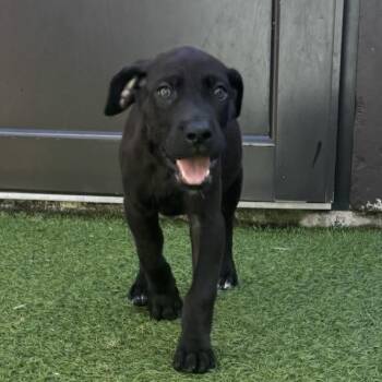 Dolce 9246 -  Great Dane Dog for Adoption in Loxahatchee Groves, Florida - Dolce 9246 | PetCurious