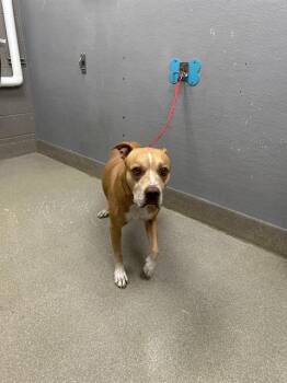 Rescue Pit Bull Terrier Dogs for Adoption in Las Vegas, Nevada - KOBE | PetCurious