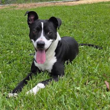Border Collie and Pit Bull Terrier Dogs Available for Adoption in Fairmont, West Virginia - Lycan | PetCurious
