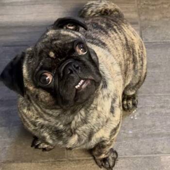 Rebel -  Pug Dog for Adoption in Yucca Valley, California - Rebel | PetCurious