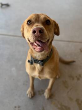 Miley -  Labrador Retriever Dog for Adoption in Goodyear, Arizona - Miley | PetCurious