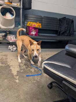 STORMI -  American Staffordshire Terrier and Mixed Breed Dog for Adoption in Tallahassee, Florida - STORMI | PetCurious