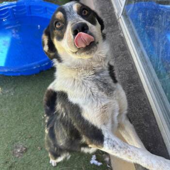 Bluey - Butler Campus -  Australian Cattle Dog Blue Heeler Dog for Adoption in Flagstaff, Arizona - Bluey - Butler Campus | PetCurious