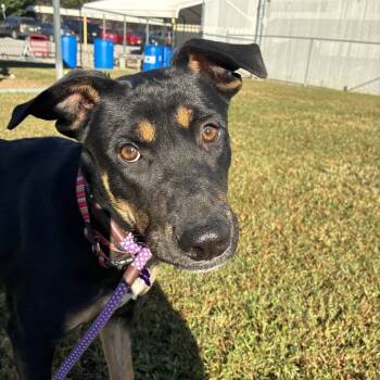 Rescue Shepherd Dogs for Adoption in Greenville, South Carolina - Glinda | PetCurious