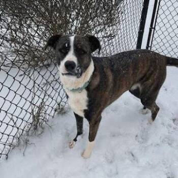 Shepherd Dogs Available for Adoption in Shelby, North Carolina - Sioux | PetCurious