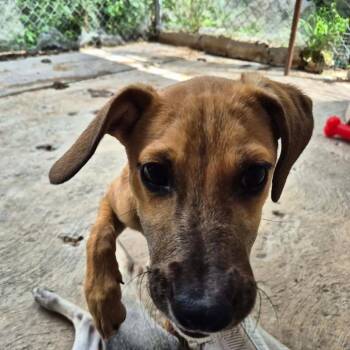 Lola -  Mixed Breed Dog for Adoption in Bend, Oregon - Lola | PetCurious