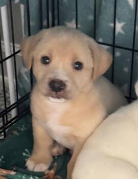 Arthur -  Labrador Retriever Dog for Adoption in Kimberlin Heights, Tennessee - Arthur | PetCurious