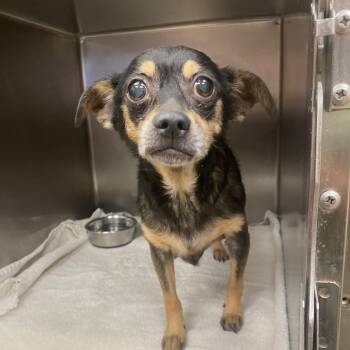 Maple -  Chihuahua Dog for Adoption in Columbus, Georgia - Maple | PetCurious