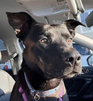 Black Labrador Retriever Dogs Available for Adoption in Columbia, Missouri - Happy | PetCurious