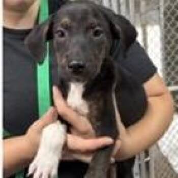 Caruso -  Labrador Retriever and Mixed Breed Dog for Adoption in Tampa, Florida - Caruso | PetCurious