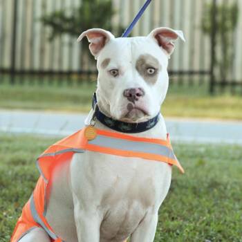 Norris -  American Bully Dog for Adoption in Columbia, South Carolina - Norris | PetCurious