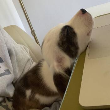 Breeze -  Mixed Breed Dog for Adoption in Ferndale, Michigan - Breeze | PetCurious