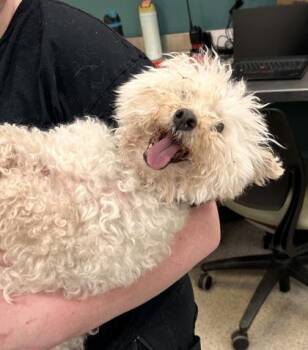 Fluffy -  Maltese and Poodle Dog for Adoption in Fishers, Indiana - Fluffy | PetCurious