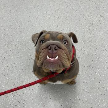 English Bulldog Dogs Available for Adoption in Indianapolis, Indiana - Scooby | PetCurious