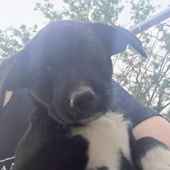 Kahlua -  German Shepherd Dog and Mixed Breed Dog Available for Adoption in Midland, Texas - Kahlua | PetCurious