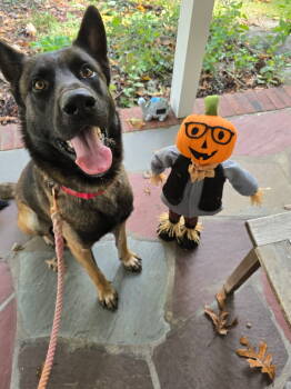 Rescue Belgian Shepherd Malinois and German Shepherd Dog Dogs for Adoption in Imlay City, Michigan - Niko Located In NY | PetCurious