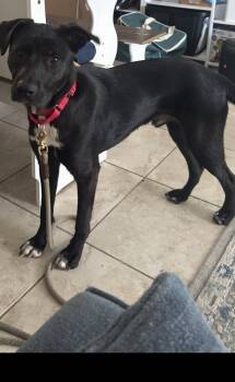 Snips -  Black Labrador Retriever Dog for Adoption in Murrieta, California - Snips | PetCurious