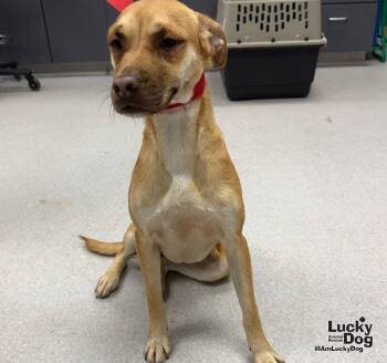 Lu Two -  Black Mouth Cur and Labrador Retriever Dog for Adoption in Washington, District Of Columbia - Lu Two | PetCurious