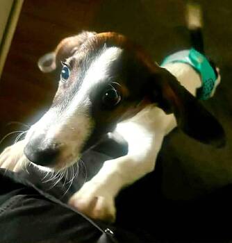 Bandit -  Beagle and Basset Hound Dog for Adoption in Savannah, Georgia - Bandit | PetCurious