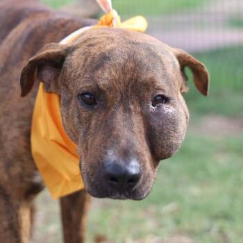 PINTO -  American Staffordshire Terrier Dog for Adoption in San Antonio, Texas - PINTO | PetCurious