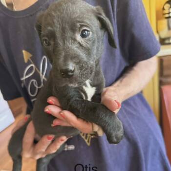 Otis -  Labrador Retriever and Mixed Breed Dog for Adoption - Otis | PetCurious