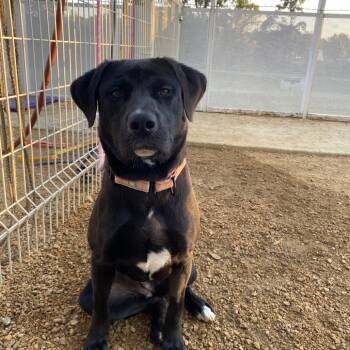 Rescue Mixed Breed Dogs for Adoption in Bentonville, Arkansas - Maki | PetCurious