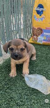 French Bulldog and Cavapoo Dogs Available for Adoption - Sally | PetCurious