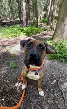 Rescue Boxer and Hound Dogs for Adoption in Millerstown, Pennsylvania - FANDANGO | PetCurious