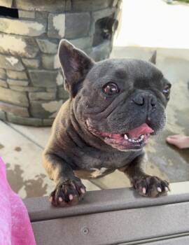Fred -  French Bulldog Dog for Adoption in Memphis, Tennessee - Fred | PetCurious