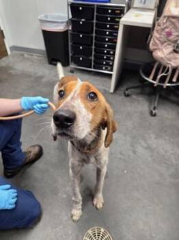 Hound and Mixed Breed Dogs Available for Adoption in North Charleston, South Carolina - 05730B Rootin | PetCurious