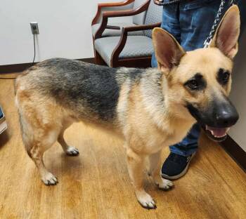 Rescue German Shepherd Dog Dogs for Adoption in Covington, Georgia - Zazu | PetCurious