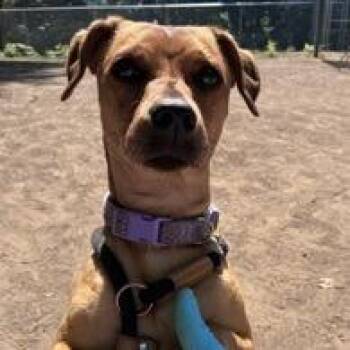 Vern -  Mixed Breed Dog for Adoption in Washougal, Washington - Vern | PetCurious