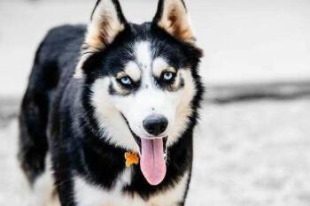 Pomeranian and Husky Dogs Available for Adoption - Simpson | PetCurious