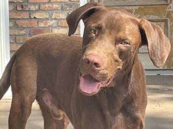 Rescue Chocolate Labrador Retriever Dogs for Adoption in Killingworth, Connecticut - Duck #2 | PetCurious