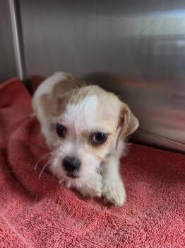 Betsy -  Shih Tzu and Terrier Dog for Adoption in San Antonio, Texas - Betsy | PetCurious