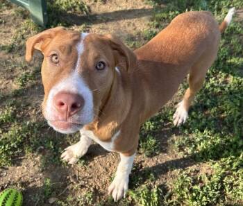 Beagle and Terrier Dogs Available for Adoption in Evansville, Indiana - Marshall | PetCurious