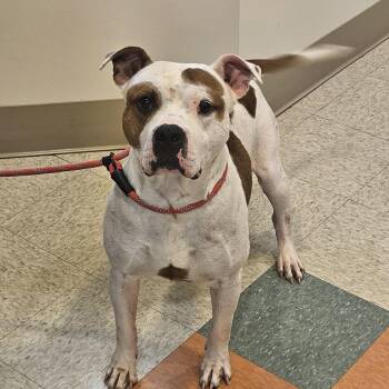 Mole -  American Staffordshire Terrier Dog for Adoption in Bluffton, Indiana - Mole | PetCurious