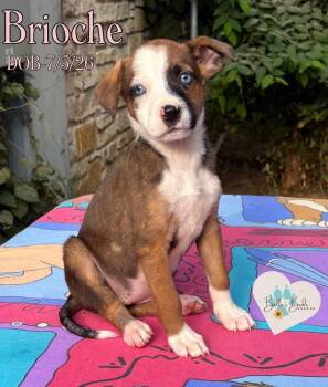 Brioche -  Mixed Breed and Hound Dog for Adoption in Brookshire, Texas - Brioche | PetCurious