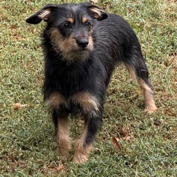 Rosie -  Dachshund and Chorkie Dog for Adoption in Texarkana, Texas - Rosie | PetCurious
