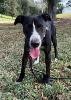 Colton -  Labrador Retriever and Border Collie Dog for Adoption in Attalla, Alabama - Colton | PetCurious