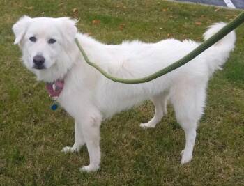 Rescue Great Pyrenees Dogs for Adoption in Calera, Alabama - Winnie | PetCurious