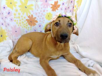 Rescue Mixed Breed Dogs for Adoption in Rochester, Washington - Paisley | PetCurious