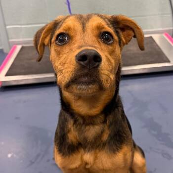 Mixed Breed Dogs Available for Adoption in Greensboro, North Carolina - CUTIE PIE | PetCurious