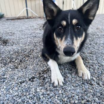 Sandy -  Australian Cattle Dog Blue Heeler and Husky Dog for Adoption in Spokane Valley, Washington - Sandy | PetCurious