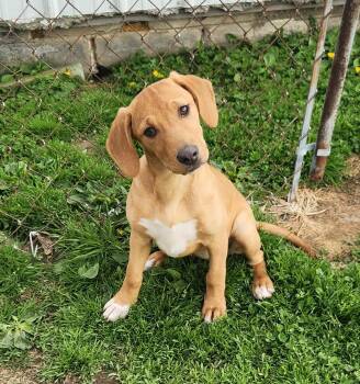 Labrador Retriever and Hound Dogs Available for Adoption in Liberty Center, Ohio - Duck | PetCurious