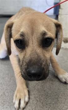 SAM -  Terrier Dog for Adoption in San Bernardino, California - SAM | PetCurious