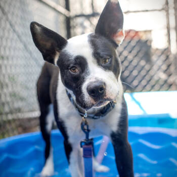 Rescue American Staffordshire Terrier Dogs for Adoption in Raleigh, North Carolina - Flapjack | PetCurious