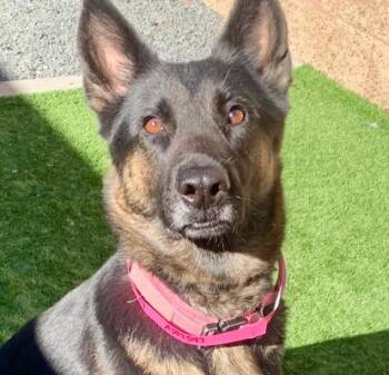 German Shepherd Dog Dogs Available for Adoption - URGENT! FINAL DEADLINE - WILL YOU SAVE MY LIFE? Ramona #A547547 | PetCurious