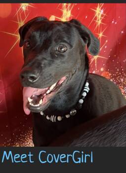 CoverGirl -  Boerboel and Black Labrador Retriever Dog for Adoption in Pearland, Texas - CoverGirl | PetCurious