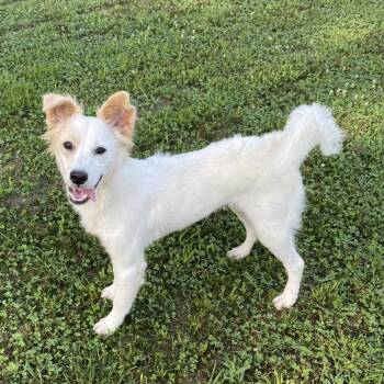 Lady -  Terrier Dog for Adoption in Pembroke, Massachusetts - Lady | PetCurious